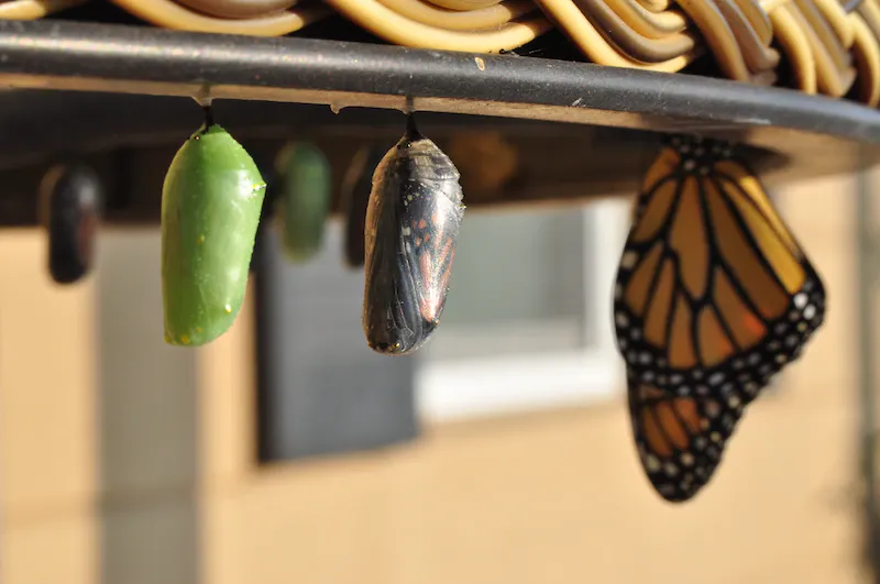 Explore the impact of connection, representation, and love in shaping a brighter future through personal growth. Discover how shared stories and the symphony of lifes connections create positive change.